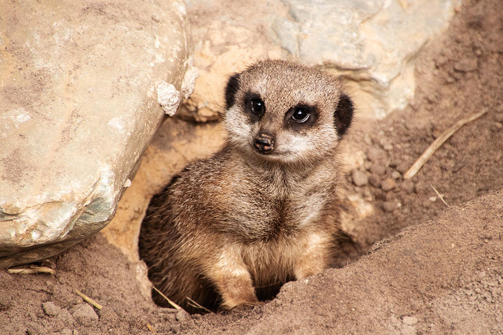 Stokstaartjes - Meerkat