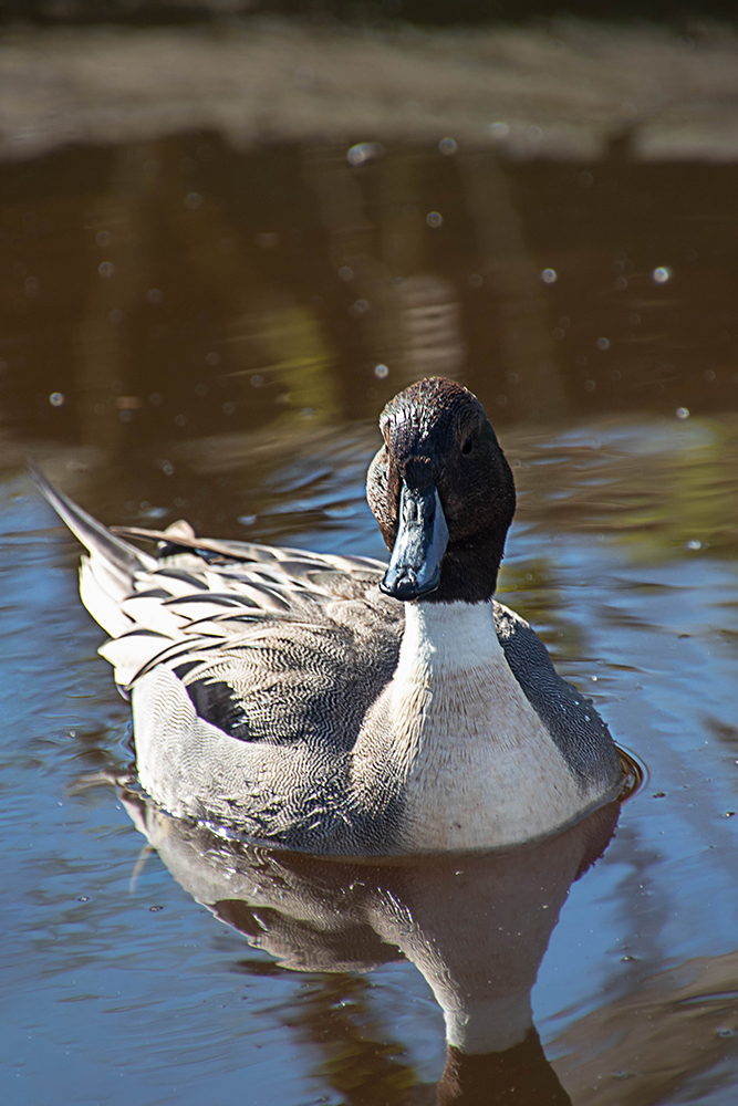 Onbekende eend - Unknown duck