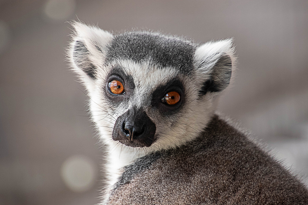 Ringstaartmaki - Ring-tailed lemur