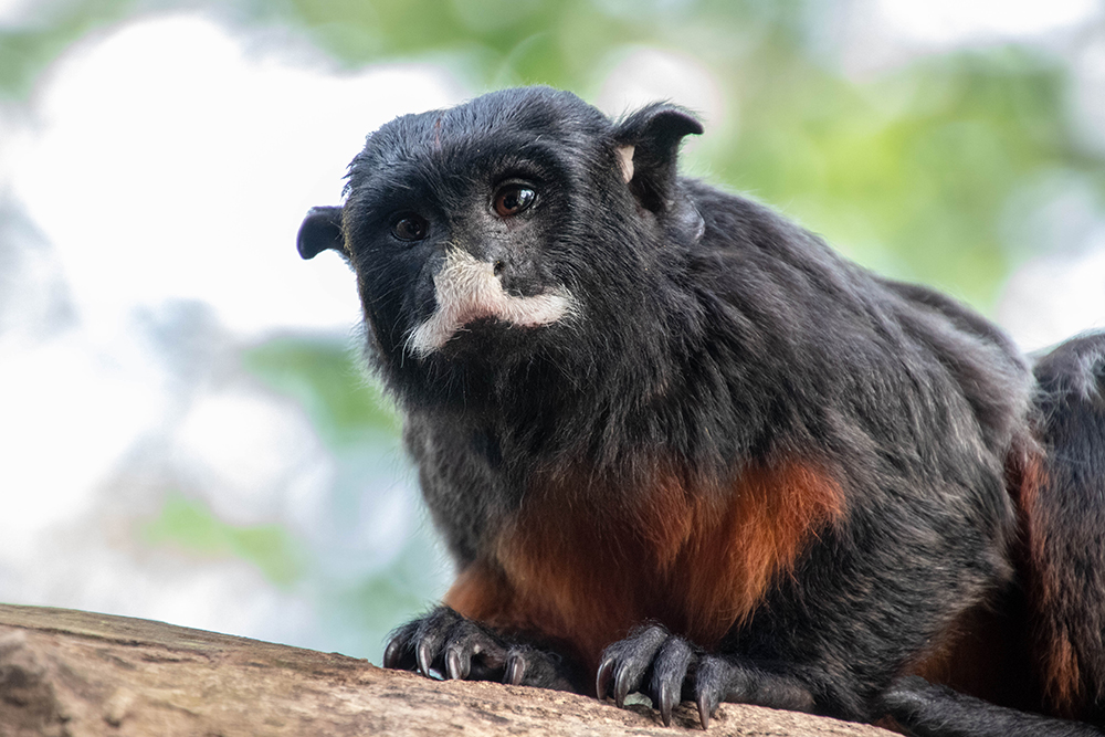 Roodbuiktamarins - White-lipped tamarin