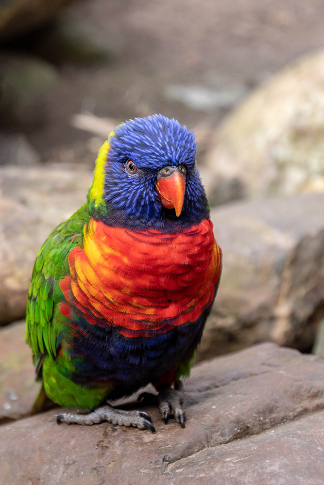 Regenboog lori - Rainbow lorikeet