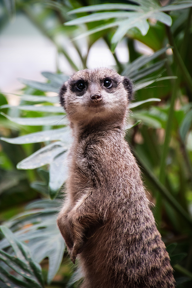 Stokstaartjes - Meerkat