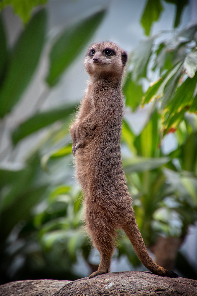 Meerkats at the Orchideeënhoeve