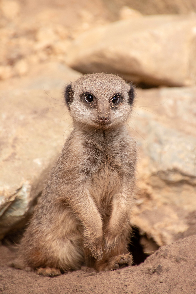 Stokstaartjes - Meerkat