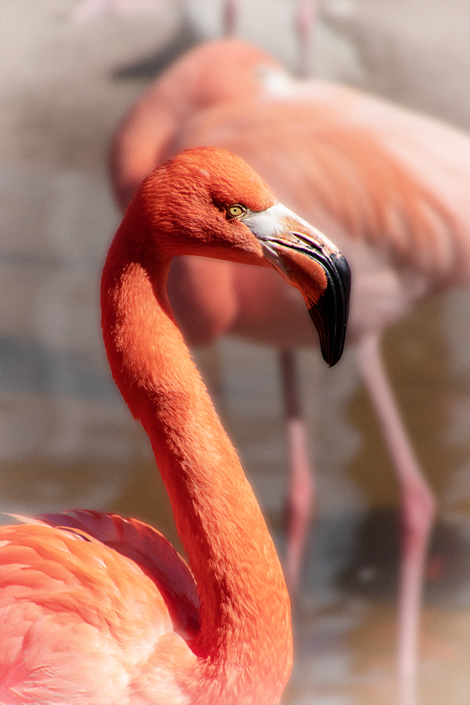 Cubaanse flamingo – American flamingo