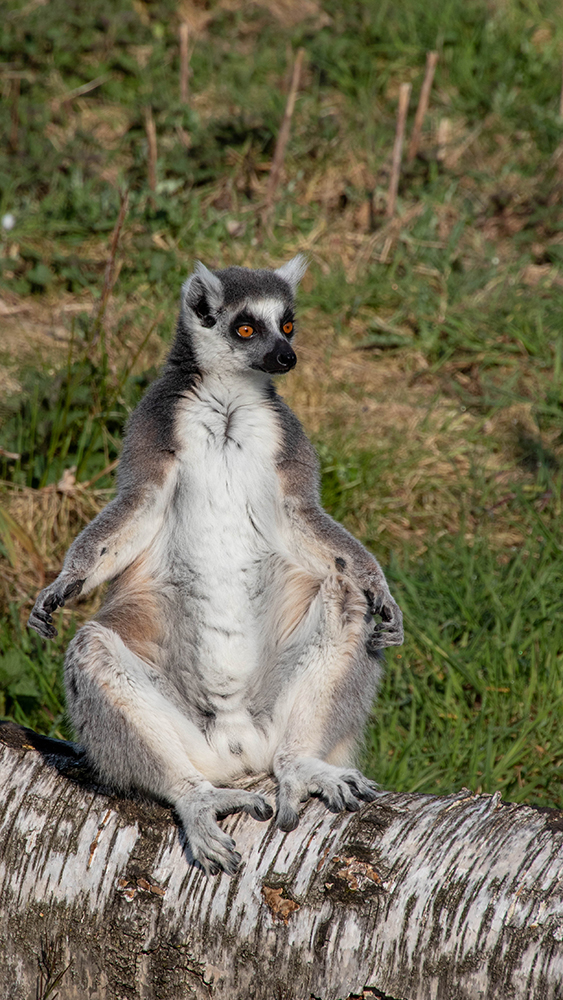Ringstaartmaki - Ring-tailed lemur