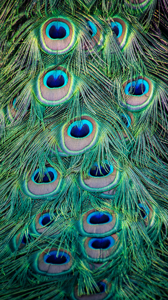 Pauwe veren - Peacock feathers