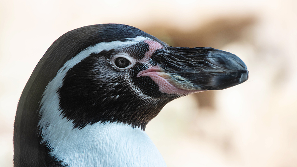 Humboldt pinguin - Humboldt penguin 