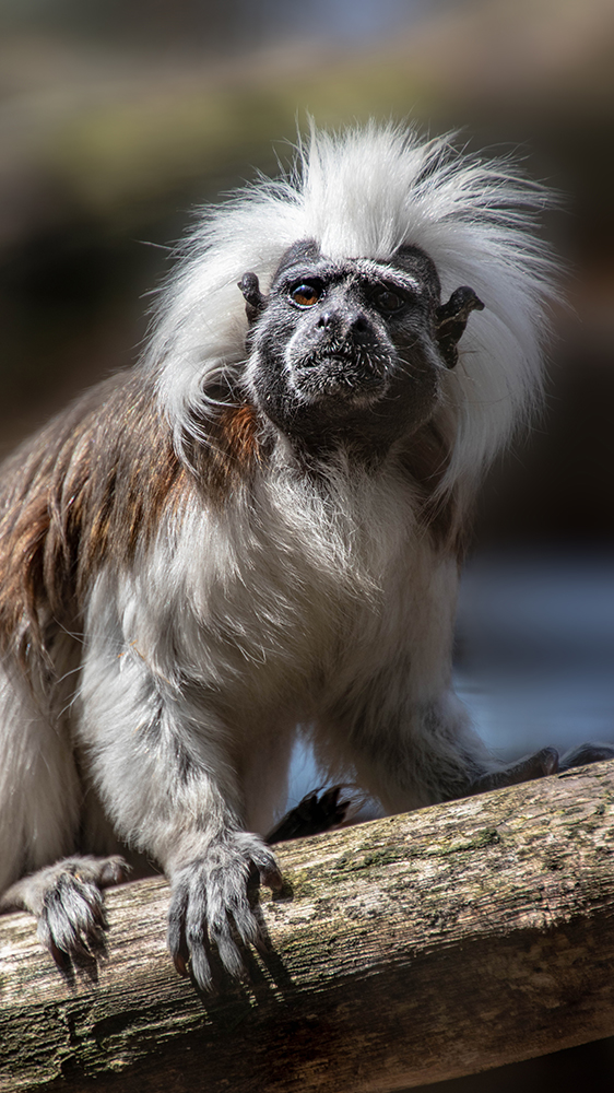 Pinché-aapje - Cotton-top tamarin 