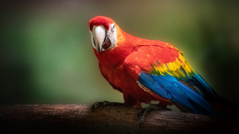 Ara - Scarlet macaw