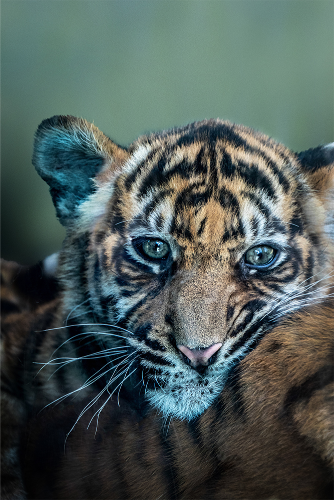 Sumatraanse tijger - Sumatran tiger