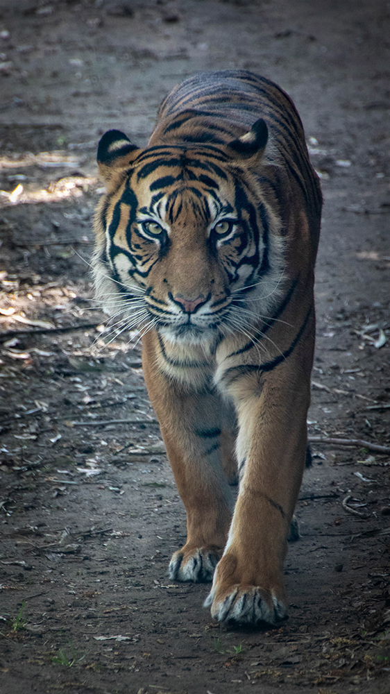 Sumatraanse tijger - Sumatran tiger