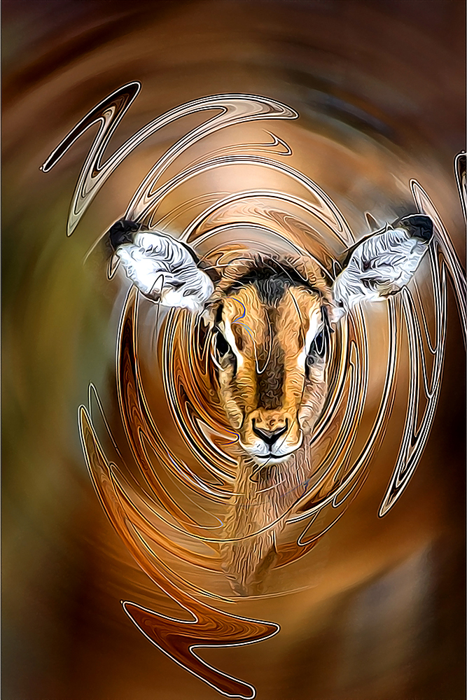 Impala (Noorderdierenpark Emmen)