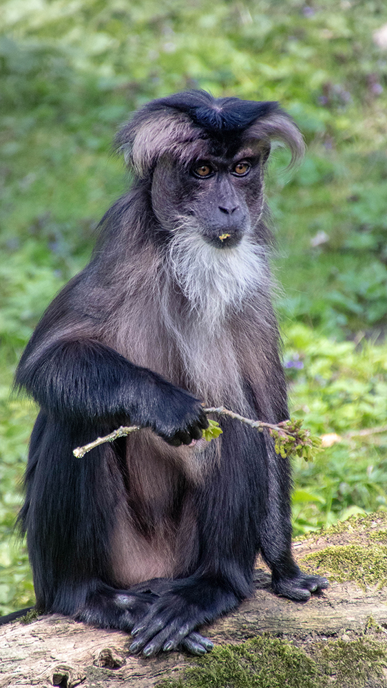 Leeuwaap/Baardaap - Lion-tailed macaque