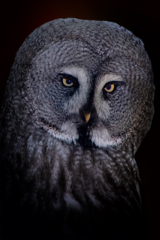 Laplanduil - Great grey owl (NaturZoo Rheine)