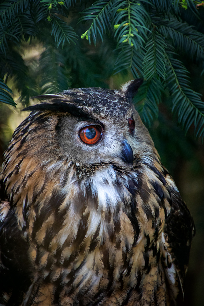 Oehoe - Eurasian eagle owl (NaturZoo Rheine)