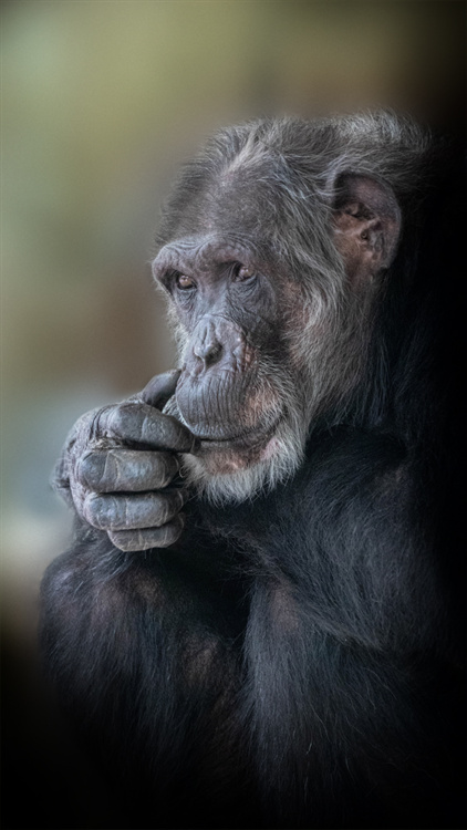 Mike - Chimpansee - Chimpanzee