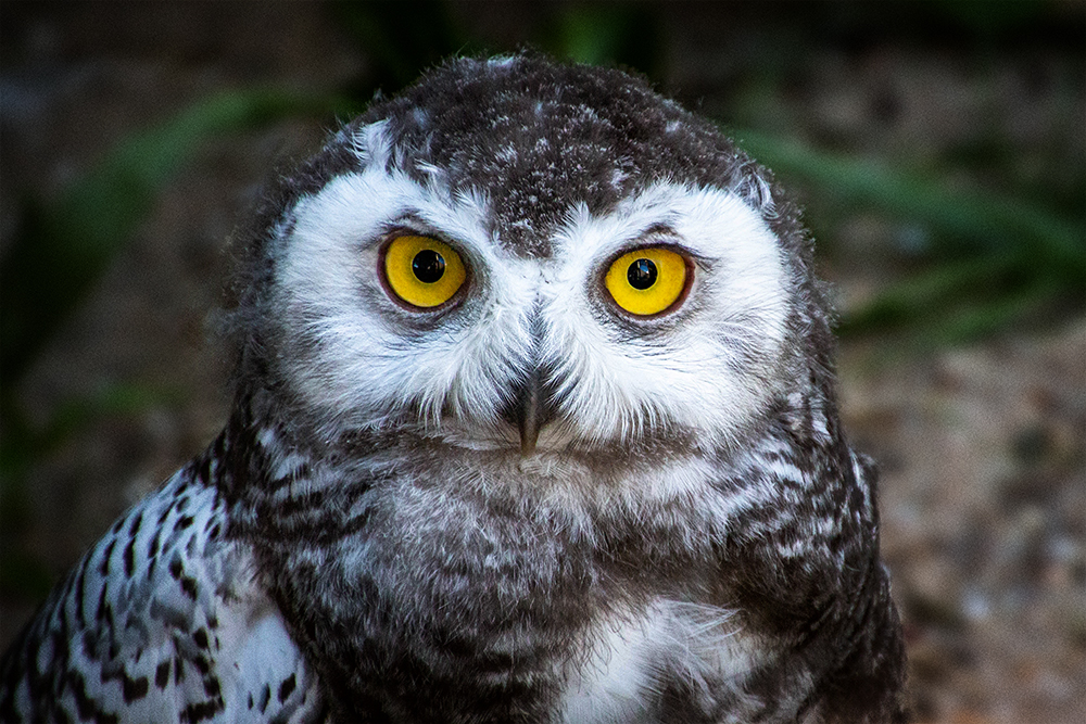 Jonge sneeuwuil - Young snowy owl (Ouwehand Dierenpark Rhenen)