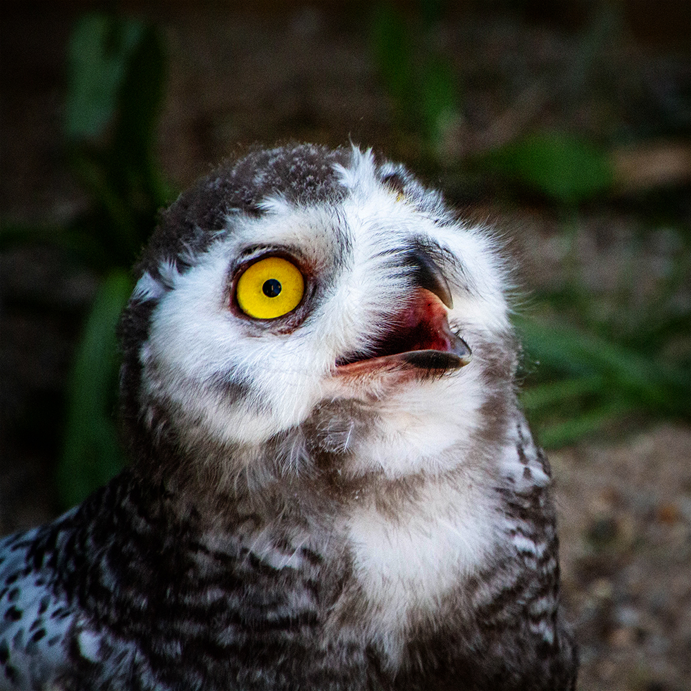 Jonge sneeuwuil - Young snowy owl (Ouwehand Dierenpark Rhenen)