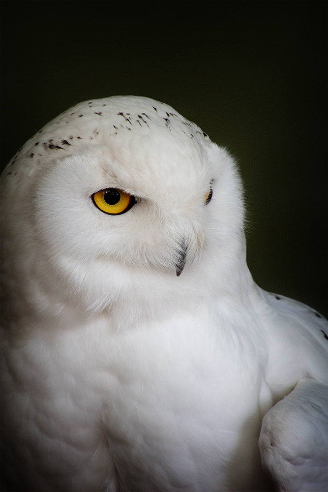 Sneeuwuil - Snowy owl (ZOO Antwerpen)