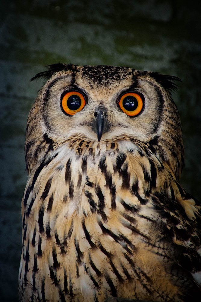 Bengaalse oehoe - Indian eagle-owl (ZOO Antwerpen)