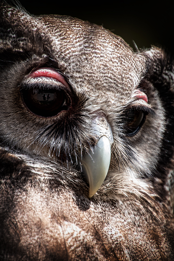 Verreaux' oehoe - Verreaux's eagle-owl (ZOO Antwerpen)