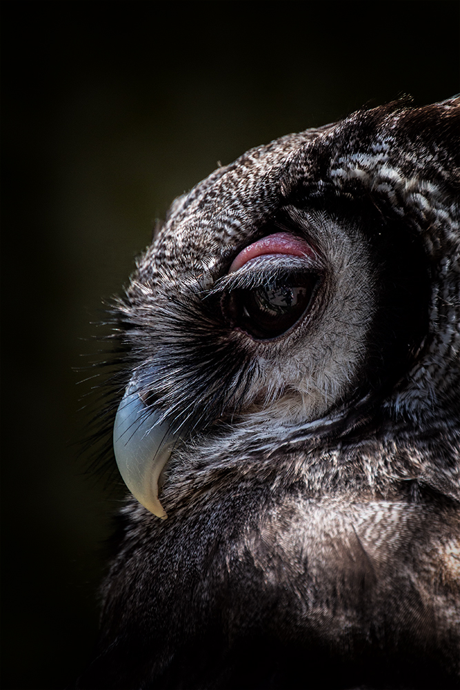 Verreaux' oehoe - Verreaux's eagle-owl (ZOO Antwerpen)