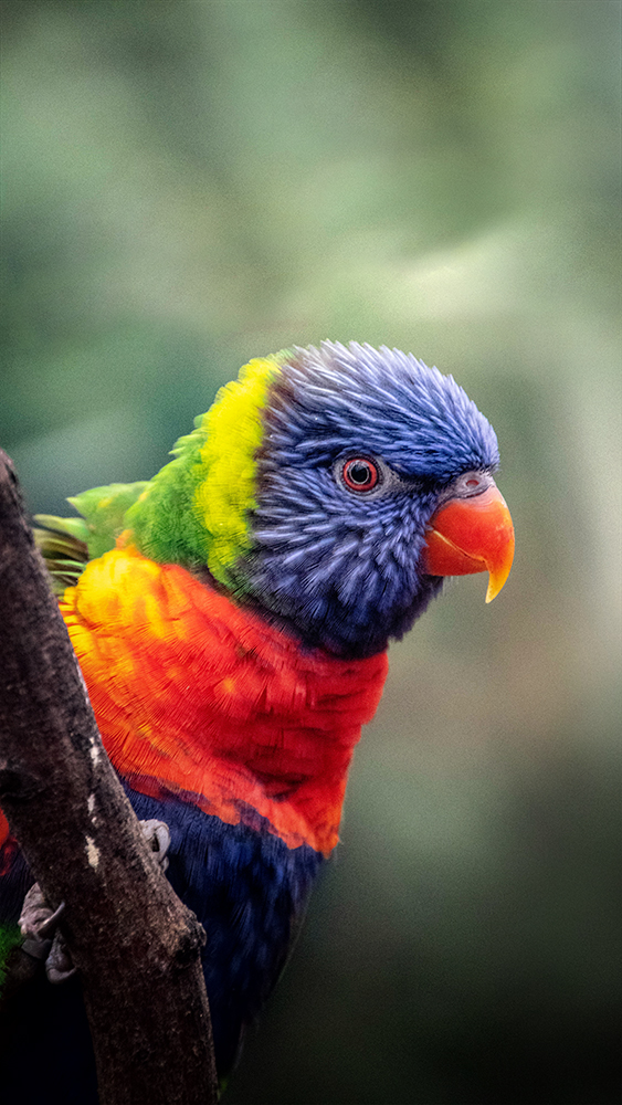 Regenboog lori - Rainbow lorikeet