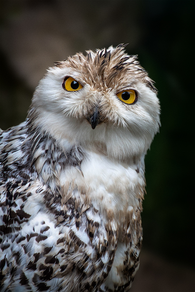 Sneeuwuil - Snowy owl (ZOOM Erlebniswelt Gelsenkirchen)