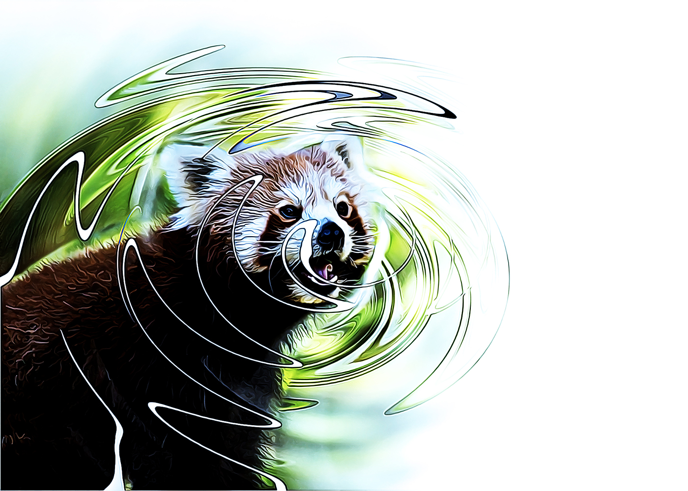 Rode panda - Red panda (ZOOM Erlebniswelt Gelsenkirchen)