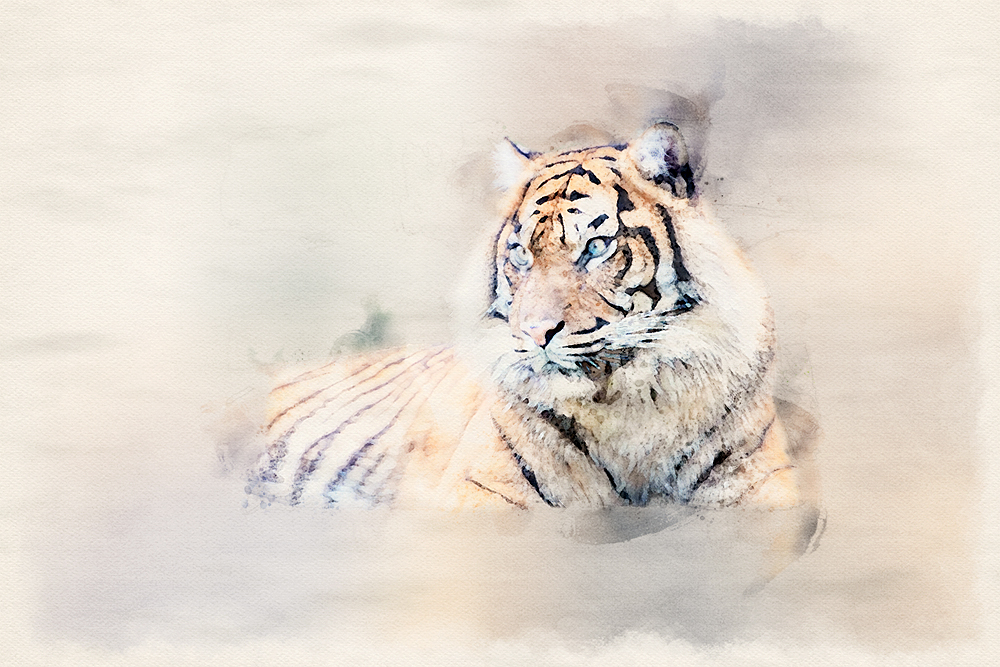 Sumatraanse tijger - Sumatran tiger 