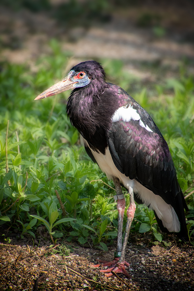 Abdim ooievaar - Abdim's stork