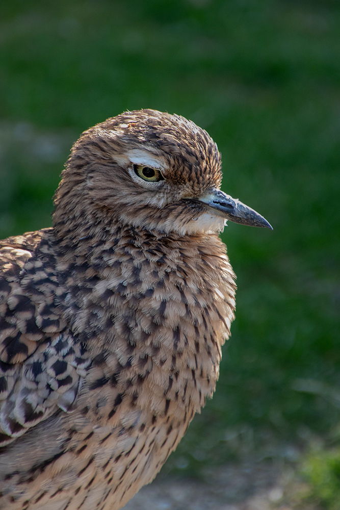 Kaapse griel - Spotted thick-knee