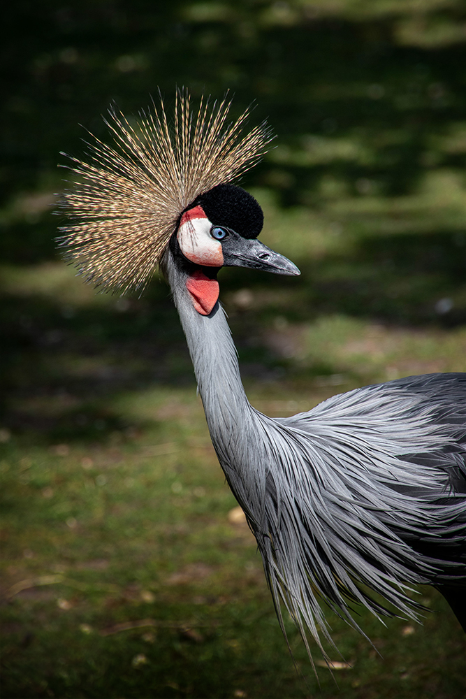 Grijze kroonkraanvogel - Grey crowned crane