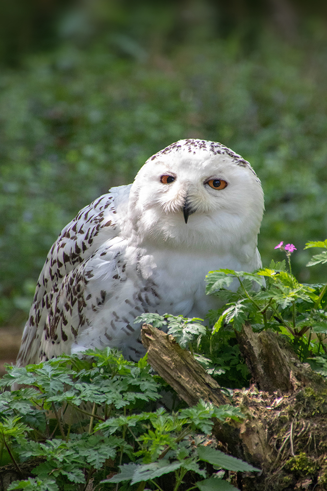 Sneeuwuil - Snowy owl 