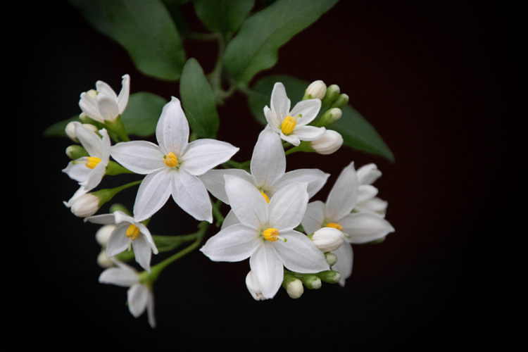 Solanum
