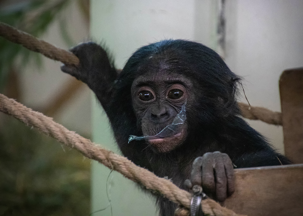 Little bonobo boy