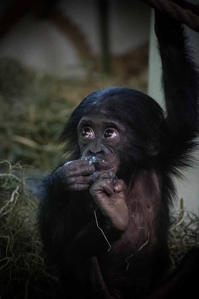 Bonobo