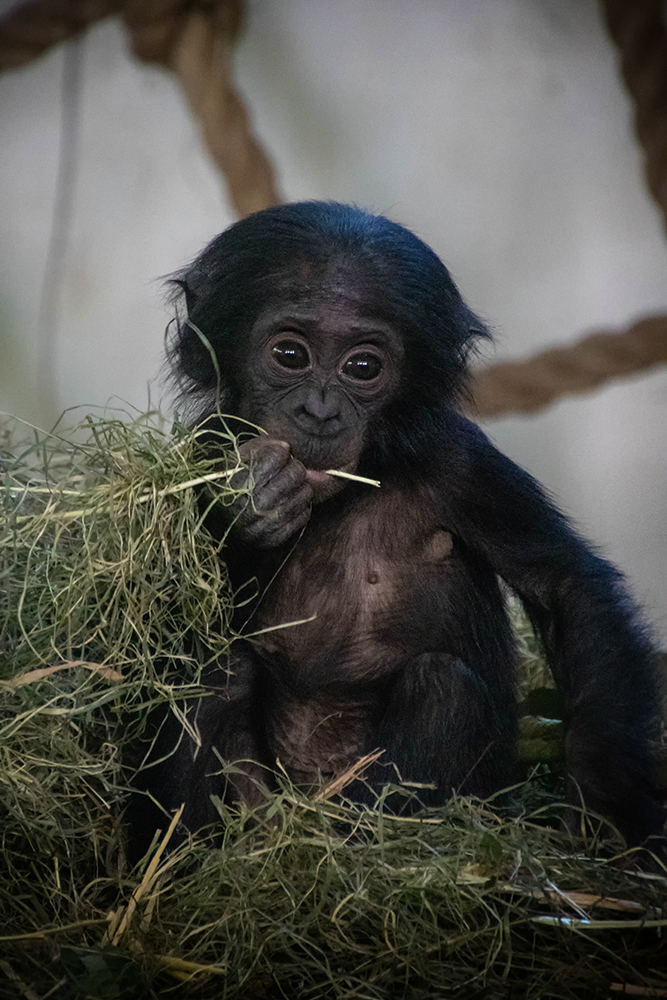 Bonobo