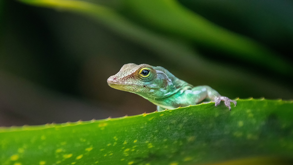 Marmeranolis