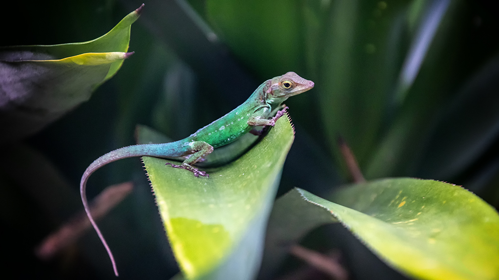 Marmeranolis