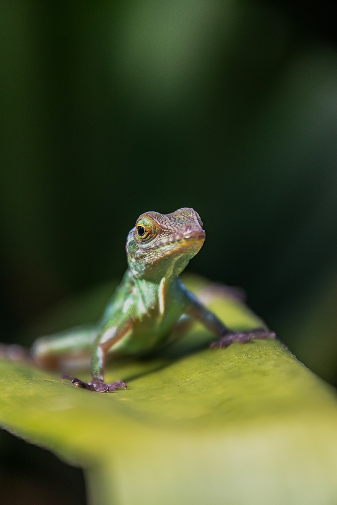 Marmeranolis