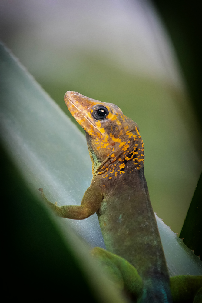 Marmeranolis