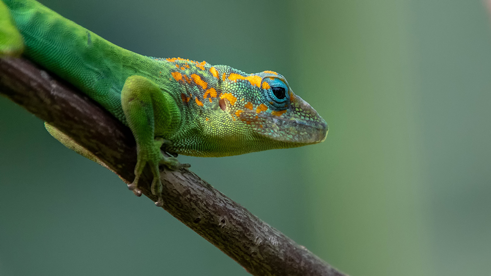 Marmeranolis