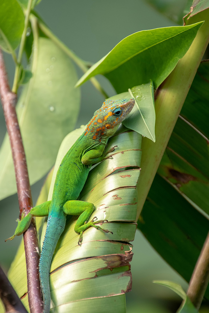 Marmeranolis