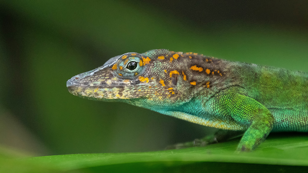 Marmeranolis