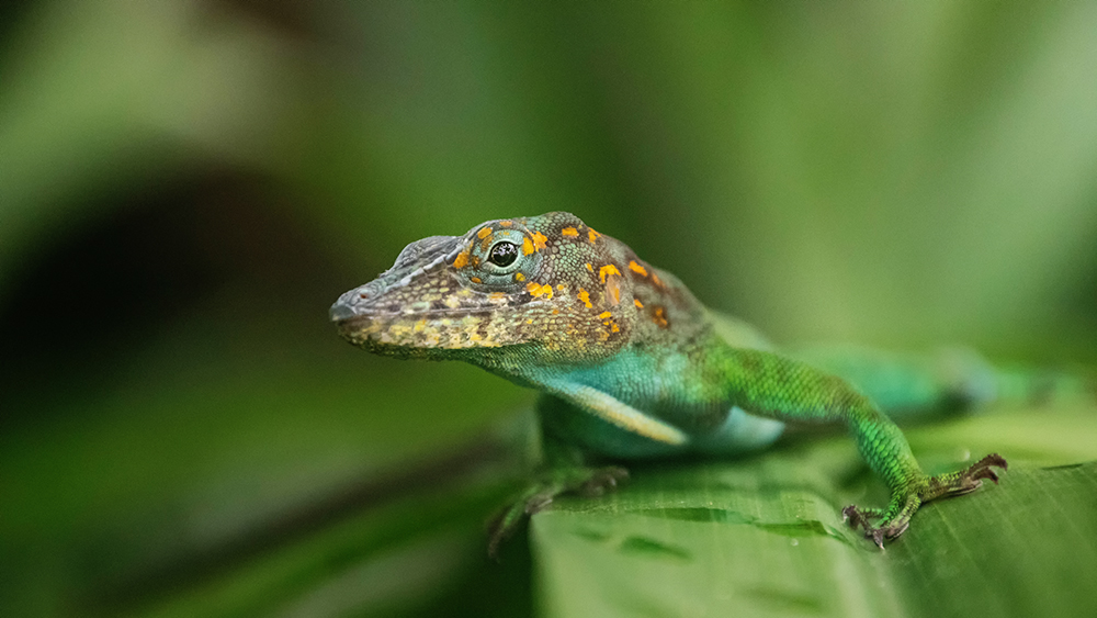 Marmeranolis