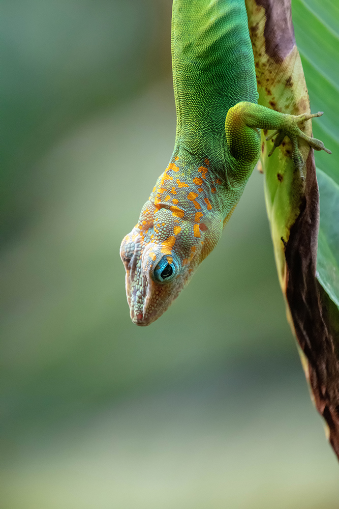 Marmeranolis