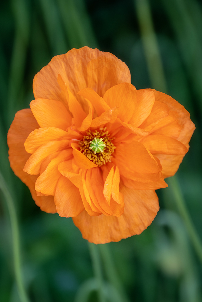 Dubbele donzige klaproos - Moroccan poppy