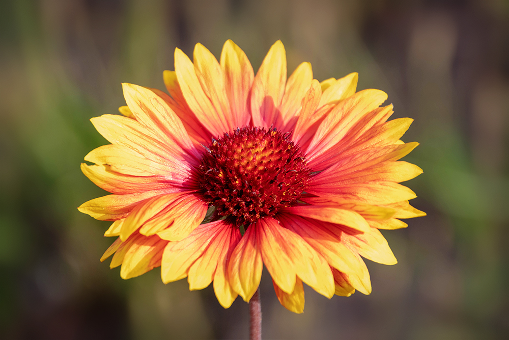 Kokardebloem - Blanket flowers